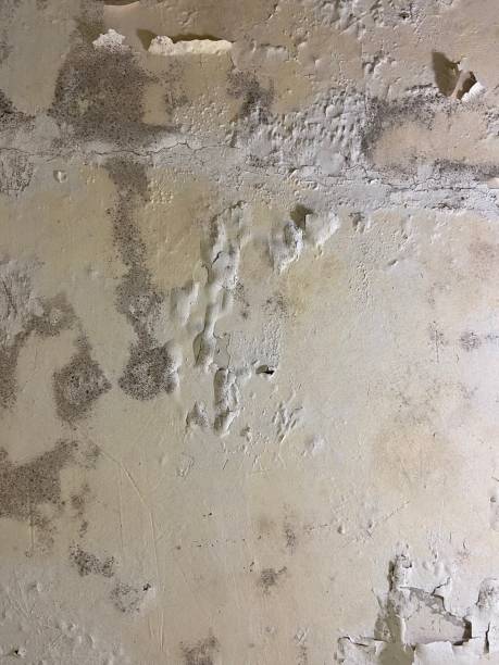 Professional Mold Removal in Bethel, OH