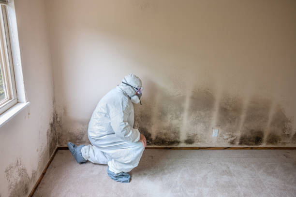 Best Mold Remediation  in Bethel, OH