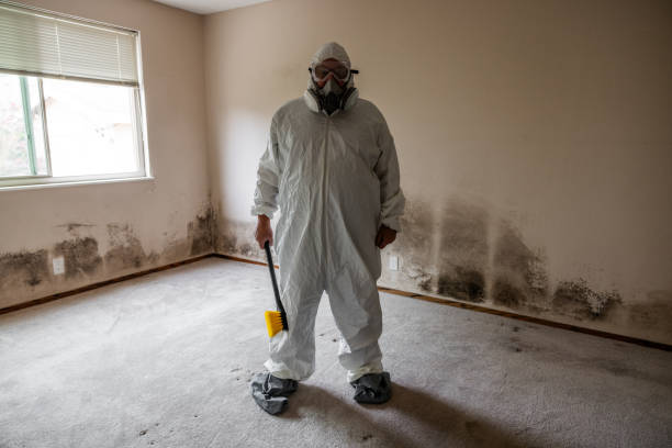 Trusted Bethel, OH Mold Removal Experts